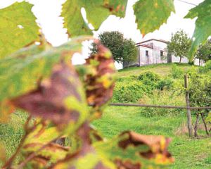Gleni Wines